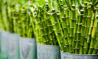 journey of bamboo from plant to fabric